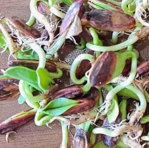 تست سلامت بذر و ادامه تست تا ۱۰ روز متوالی