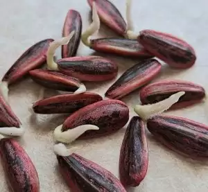 بذرهای آفتابگردان هیبرید اس۳۰۰