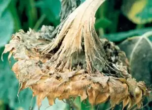 بیماری پوسیدگی رایزوپسی طبق آفتابگردان