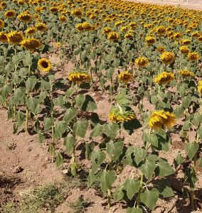 کوتاه ماندن ارتفاع بوته در اثر آب هوای بسیار گرم و باد سفید