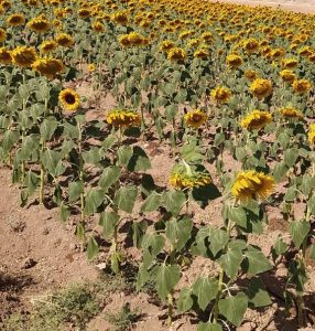 کوتاه ماندن ارتفاع بوته در اثر آب هوای بسیار گرم و باد سفید