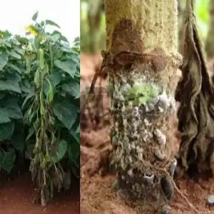 وجود کرکهای سفید روی طوقه آفتابگردان