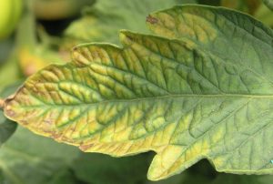 کمبود مبابع پتاس و علایم