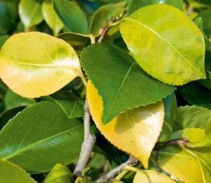 کمبود کود نیتراته، علایم شبیه آفتابگردان هیبرید آجیلی