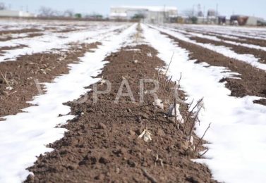 مزایا و روش یخ آب زمستانه به همراه گوگرد مایع در کاشت آفتابگردان