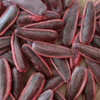 بذر آفتابگردان هیبرید تی5. T5