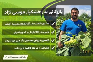 بازرگانی بذر و خشکبار موسی نژاد.س. اولین ترویج دهنده اصول صحیح کاشت آفتابگردان هیبرید آجیلی T5