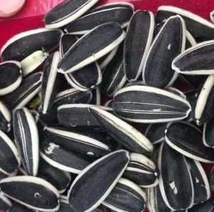 دانه های درشت و رنگ زیبای محصول آفتابگردان هیبرید آجیلی T5