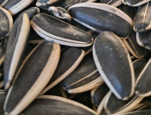 محصول آفتابگردان هیبرید آجیلی T5