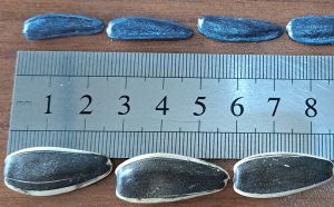 مقایسه سایز محصول آفتابگردان هیبرید T5 با محصول